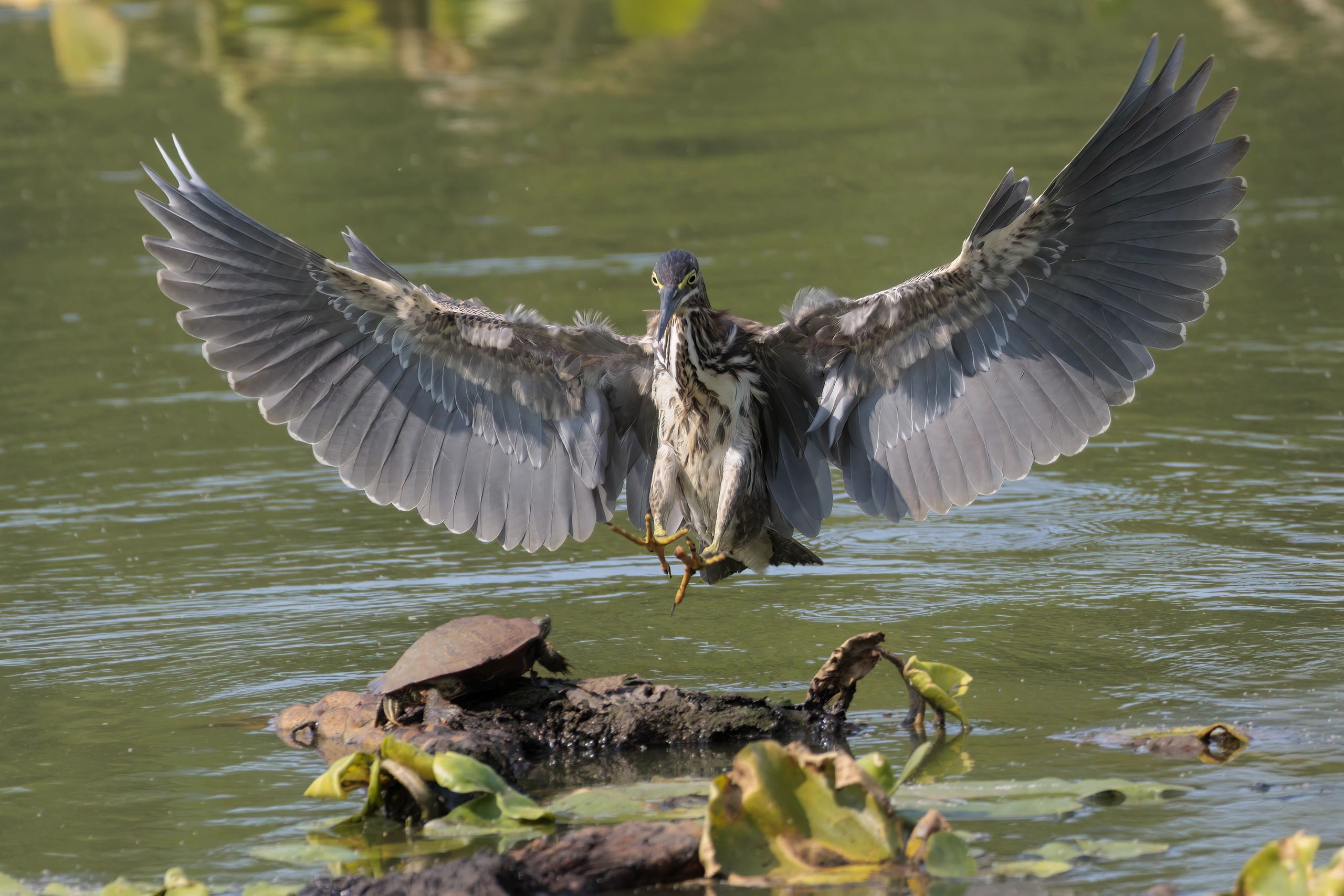 canon r7 vs r6 mark ii for wildlife photography review